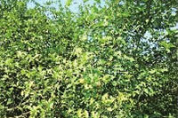 aoa综合,油茶莳植生产加工销售,植物油莳植生产加工销售