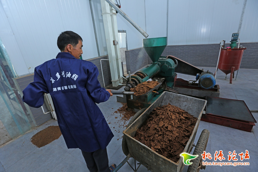 aoa综合,油茶莳植生产加工销售,植物油莳植生产加工销售