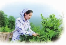 aoa综合,油茶莳植生产加工销售,植物油莳植生产加工销售