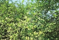aoa综合,油茶莳植生产加工销售,植物油莳植生产加工销售